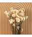 Getrocknetes weißes Helichrysum | Weiße getrocknete Strohblumen | Länge 55 Zentimeter | Bestellung pro Stück