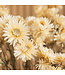 Getrocknetes weißes Helichrysum | Weiße getrocknete Strohblumen | Länge 55 Zentimeter | Bestellung pro Stück