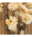 Getrocknetes weißes Helichrysum | Weiße getrocknete Strohblumen | Länge 55 Zentimeter | Bestellung pro Stück