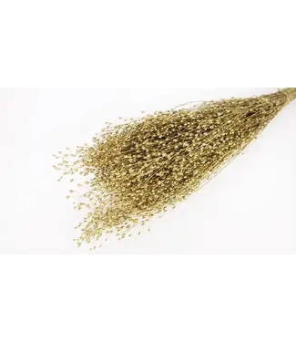MyFlowers Goudkleurig gedroogde Tuinkers | Goudkleurige Lepidium droogbloemen | Lengte ± 50 centimeter | Per bos te bestellen