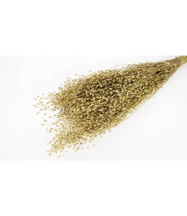 Goudkleurig gedroogde Tuinkers | Goudkleurige Lepidium droogbloemen | Lengte ± 50 centimeter | Per bos te bestellen