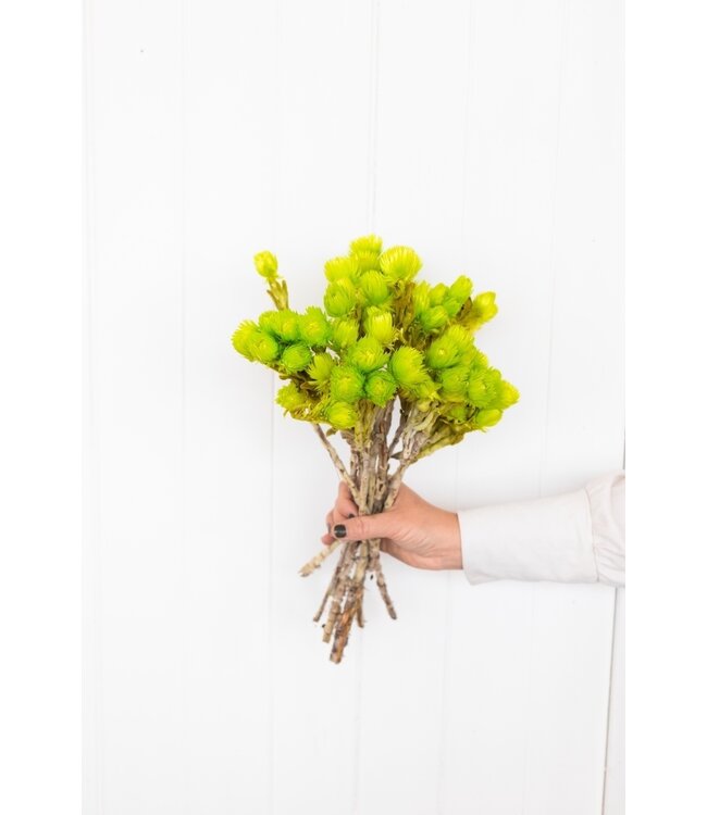 Lime green Cape Everlasting dried flowers | Length ± 40 centimetres | Order by bunch
