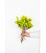 Lime green Cape Everlasting dried flowers | Length ± 40 centimetres | Order by bunch
