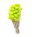 Lime green Cape Everlasting dried flowers | Length ± 40 centimetres | Order by bunch
