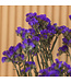 Lambsore boisé séché pourpre | Statice Sinuata fleurs séchées pourpre | Longueur ± 70 centimètres | Peut être commandé par bouquet