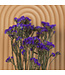 Lambsore boisé séché pourpre | Statice Sinuata fleurs séchées pourpre | Longueur ± 70 centimètres | Peut être commandé par bouquet