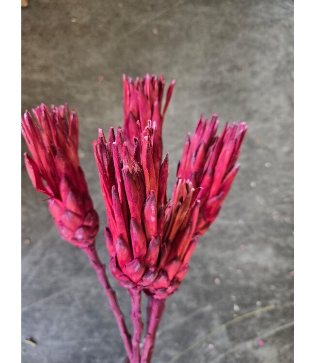 Bois de Sucre séché teinté rouge | Fleurs séchées Protea Repens rouge | Longueur 40 centimètres | Commande par 5 tiges