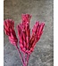 Bois de Sucre séché teinté rouge | Fleurs séchées Protea Repens rouge | Longueur 40 centimètres | Commande par 5 tiges