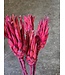 Bois de Sucre séché teinté rouge | Fleurs séchées Protea Repens rouge | Longueur 40 centimètres | Commande par 5 tiges