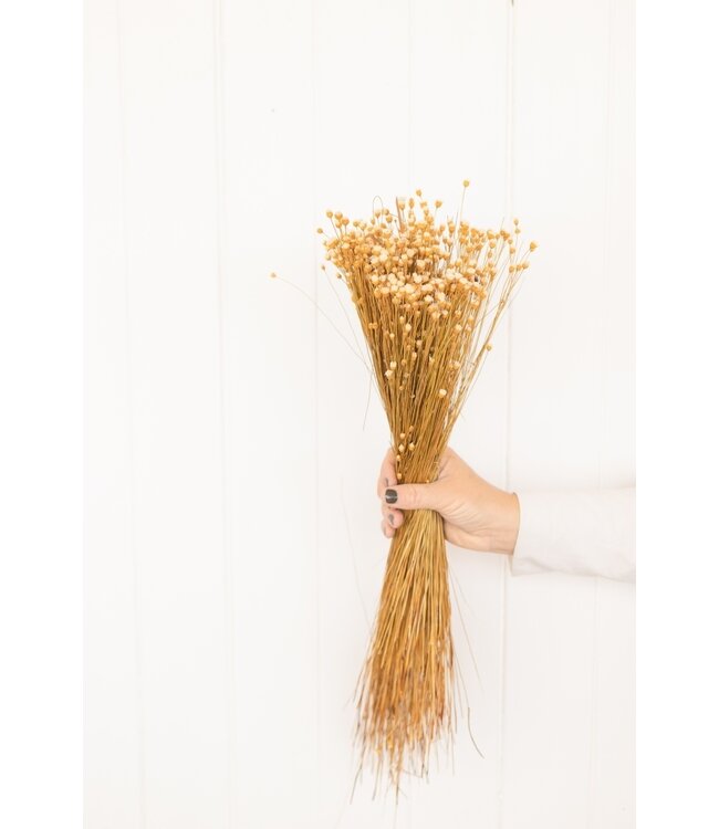 Jazilda séchée naturelle | Fleurs séchées Happy Flower naturelle | Longueur ± 45 centimètres | Commande par bouquet