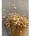 Natürliche getrocknete Jazilda | Natürliche Happy Flower Trockenblumen | Länge ± 45 Zentimeter | Bestellung pro Strauß
