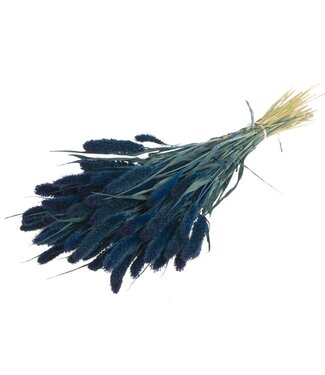 MyFlowers Setaria séché bleu foncé | Fleurs séchées bleu foncé Setarea | Longueur ± 70 cm | Par bouquet