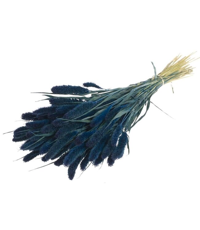 Setaria séché bleu foncé | Fleurs séchées bleu foncé Setarea | Longueur ± 70 cm | Commande par bouquet
