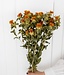 Natural orange dried Bidens | Orange Carthamus dried flowers | Length ± 70 cm | Order per bunch