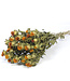 Bidens séché orange naturel | Fleurs séchées de Carthamus orange | Longueur ± 70 cm | Commande par bouquet
