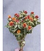 Bidens séché orange naturel | Fleurs séchées de Carthamus orange | Longueur ± 70 cm | Commande par bouquet