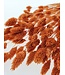 Orange Phalaris Naranja | Length 75 centimetres | Available per bunch
