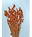 Orange Phalaris Naranja | Length 75 centimetres | Available per bunch