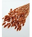 Orange Phalaris Naranja | Length 75 centimetres | Available per bunch