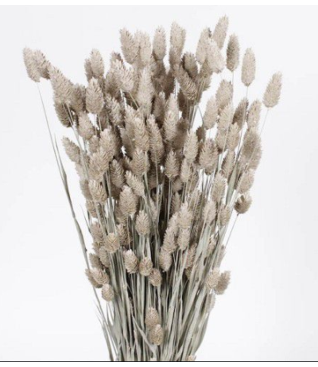Herbe à canaris séchée blanc givré | Fleurs séchées de Phalaris blanc givré | Longueur ± 65 cm | Commande par bouquet