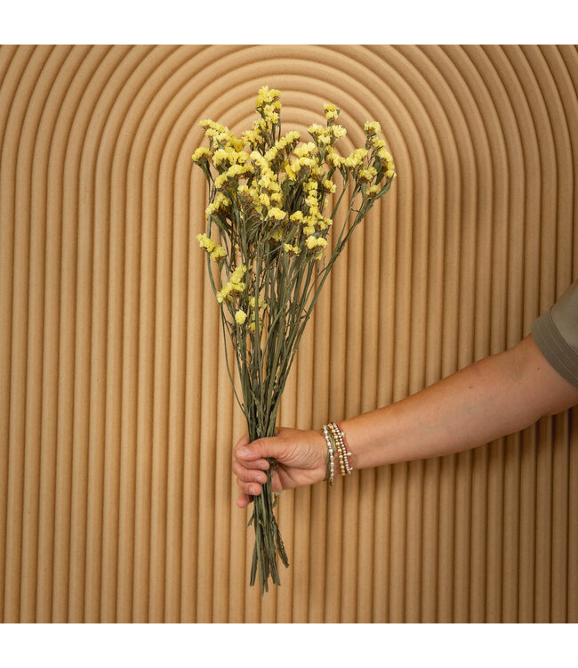 Lambsore jaune séché | Statice Sinuata jaune fleurs séchées | Longueur ± 70 centimètres | Peut être commandé par bouquet