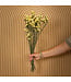 Lambsore jaune séché | Statice Sinuata jaune fleurs séchées | Longueur ± 70 centimètres | Peut être commandé par bouquet