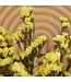 Lambsore jaune séché | Statice Sinuata jaune fleurs séchées | Longueur ± 70 centimètres | Peut être commandé par bouquet