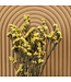 Lambsore jaune séché | Statice Sinuata jaune fleurs séchées | Longueur ± 70 centimètres | Peut être commandé par bouquet