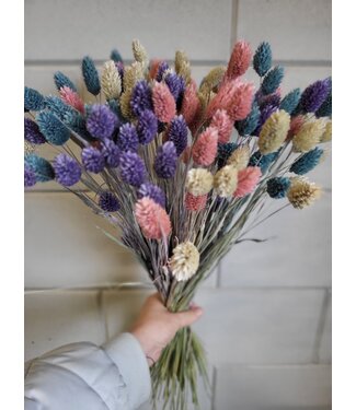 MyFlowers Pastel coloured bouquet Canary Grass | Pastel coloured Phalaris bouquet of dried flowers | Length ± 65 cm | Per bouquet
