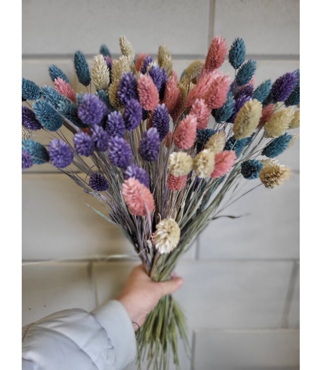Bouquet d'alpiste couleur pastel | Bouquet de fleurs séchées de Phalaris couleur pastel | Longueur ± 65 cm | Commande par bouquet