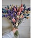 Bouquet d'alpiste couleur pastel | Bouquet de fleurs séchées de Phalaris couleur pastel | Longueur ± 65 cm | Commande par bouquet