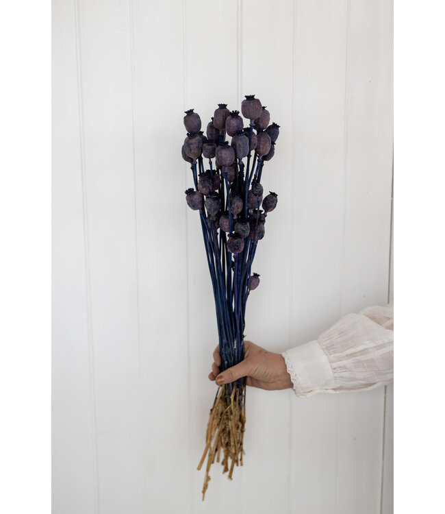 Dunkelblaue getrocknete Schlafkugeln | Dunkelblaue Papaver Somniferum getrocknete Blüten | Länge ± 65 Zentimeter | Straußweise bestellen