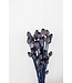 Sleeping Globe séché bleu foncé | Fleurs séchées Papaver Somniferum bleu foncé | Longueur ± 65 centimètres | Commande par bouquet
