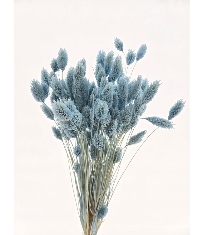 Phalaris séchée bleu clair | Fleurs séchées de canari | Longueur 75 centimètres | À commander par bouquet
