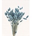 Phalaris séchée bleu clair | Fleurs séchées de canari | Longueur 75 centimètres | À commander par bouquet