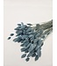 Phalaris séchée bleu clair | Fleurs séchées de canari | Longueur 75 centimètres | À commander par bouquet