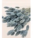Phalaris séchée bleu clair | Fleurs séchées de canari | Longueur 75 centimètres | À commander par bouquet