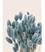 Phalaris séchée bleu clair | Fleurs séchées de canari | Longueur 75 centimètres | À commander par bouquet