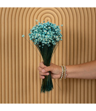 MyFlowers Aqua blue getrocknete Glixia Star Flowers | Aqua blue getrocknete Glixia Star Flowers | Länge ± 50 cm | Pro Strauß