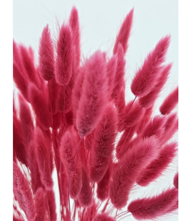 Getrocknete Lagurus Cerise | Hasenschwänzchen Trockenblumen | Länge 75 Zentimeter | Pro Bund bestellbar