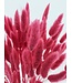 Getrocknete Lagurus Cerise | Hasenschwänzchen Trockenblumen | Länge 75 Zentimeter | Pro Bund bestellbar