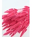 Lagurus séché Cerise | Queue de lièvre fleurs séchées | Longueur 75 centimètres | À commander par bouquet