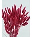 Lagurus séché Cerise | Queue de lièvre fleurs séchées | Longueur 75 centimètres | À commander par bouquet