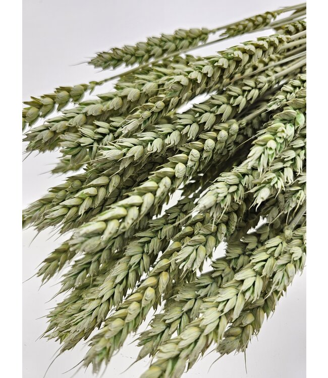 Blé séché vert menthe | Fleurs séchées Triticum vert menthe | Longueur ± 70 centimètres | À commander par bouquet