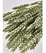 Blé séché vert menthe | Fleurs séchées Triticum vert menthe | Longueur ± 70 centimètres | À commander par bouquet
