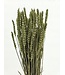 Blé séché vert menthe | Fleurs séchées Triticum vert menthe | Longueur ± 70 centimètres | À commander par bouquet