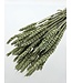 Blé séché vert menthe | Fleurs séchées Triticum vert menthe | Longueur ± 70 centimètres | À commander par bouquet