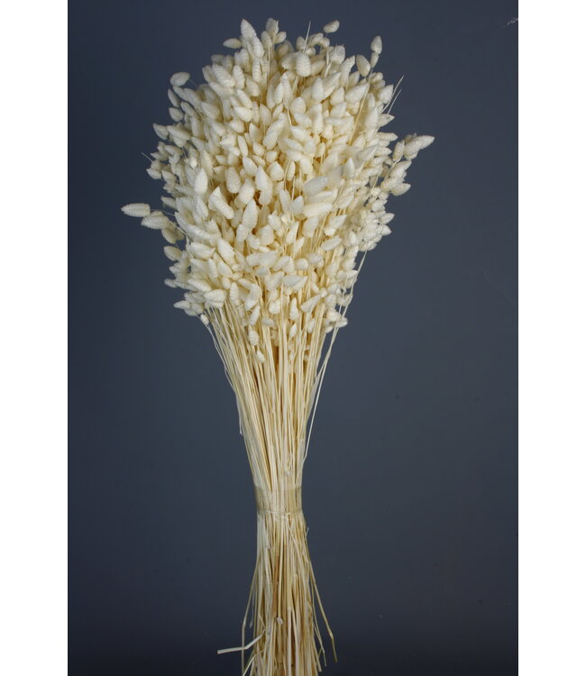 Gebleekte Briza Maxima droogbloemen | Lengte 50 centimeter | Per bos te bestellen