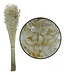 Bleached Briza Maxima dried flowers | Length 50 centimetres | Available per bunch