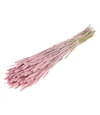 MyFlowers Blé séché Pink Misty | Fleurs séchées Triticum Pink Misty | Longueur ± 70 centimètres | Par bouquet